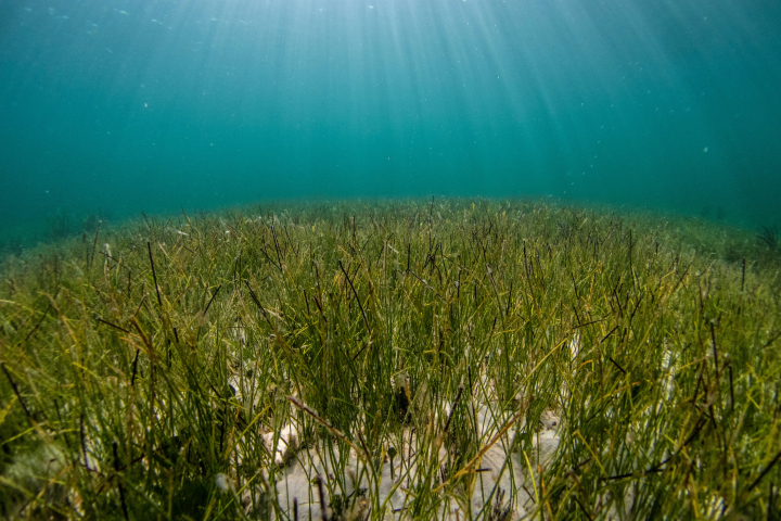 Seagrass under the ocean - image credit Benjamin L Jones on Unsplash