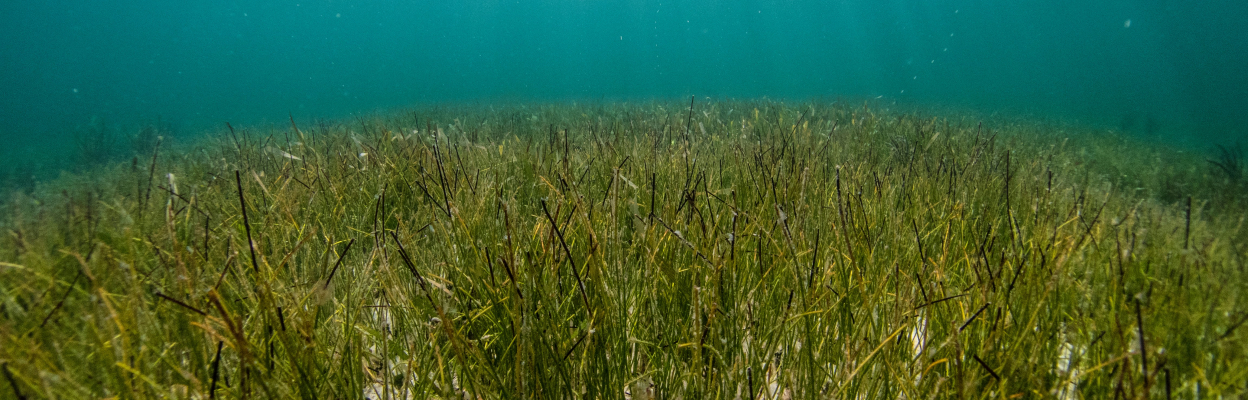 Seagrass under the ocean - image credit Benjamin L Jones on Unsplash