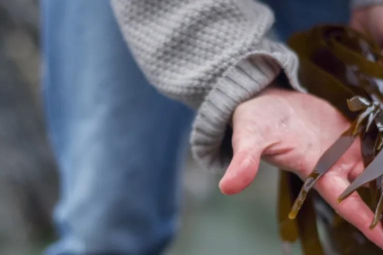 Licensing of Wild Seaweed Harvesting