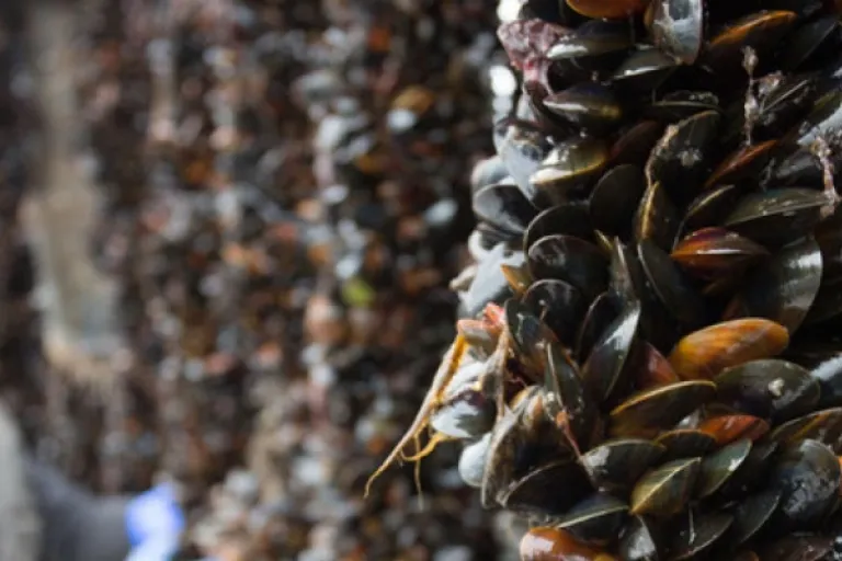 Aquaculture overview